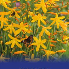 8718641970447 1 Crocosmia George Davison.jpg